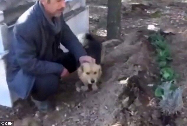 Турецький Хатіко: пес щодня охороняє могилу свого господаря