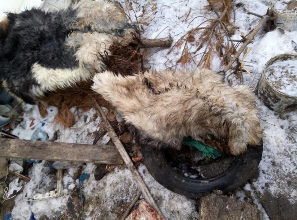 "Купался в крови": житель Николаева 15 лет похищал и ел собак. Опубликованы фото