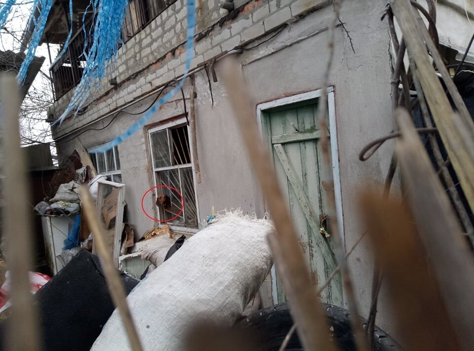 "Купался в крови": житель Николаева 15 лет похищал и ел собак. Опубликованы фото