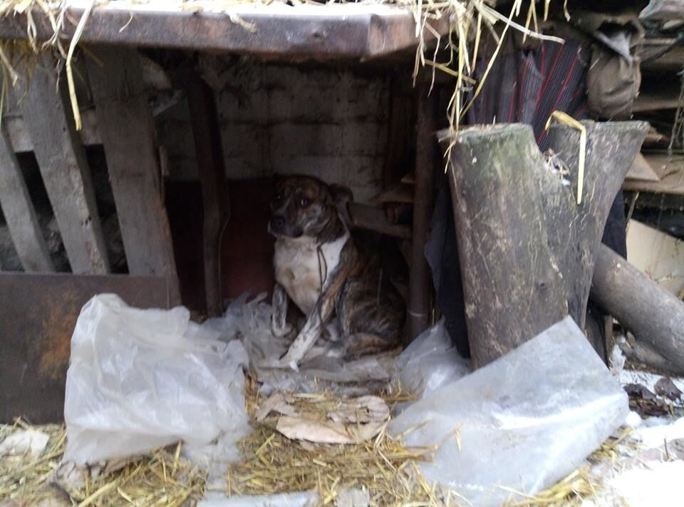 "Купался в крови": житель Николаева 15 лет похищал и ел собак. Опубликованы фото