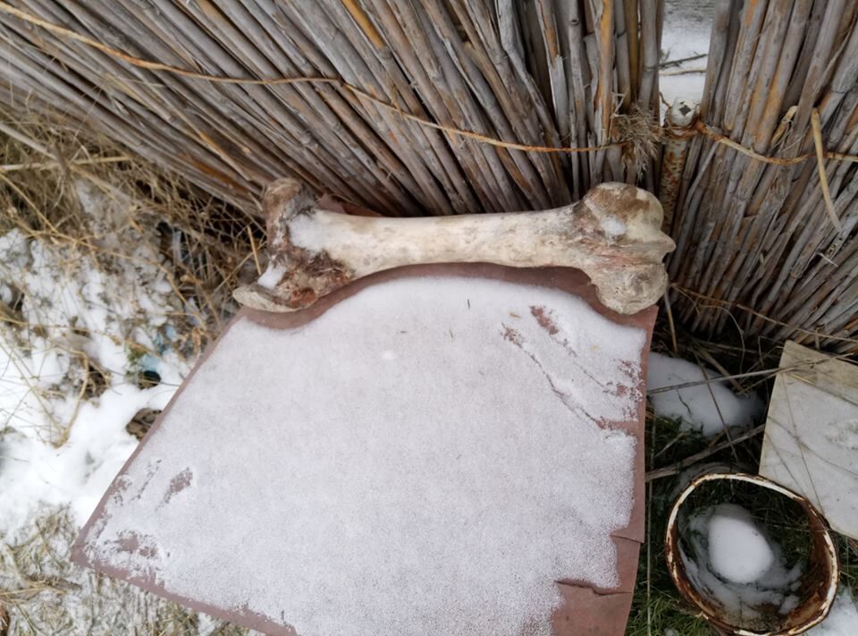 "Купался в крови": житель Николаева 15 лет похищал и ел собак. Опубликованы фото