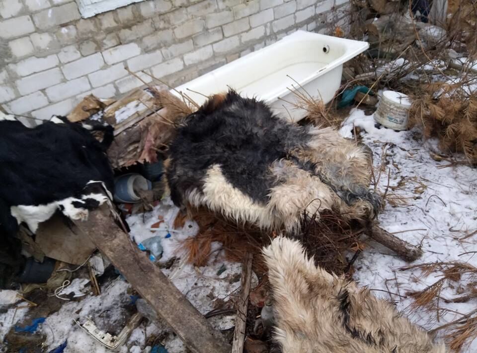 "Купался в крови": житель Николаева 15 лет похищал и ел собак. Опубликованы фото