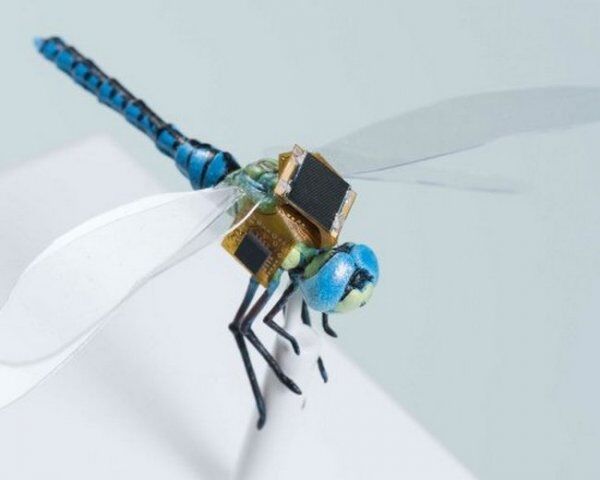Будущее разведки: создана первая в мире генетически улучшенная стрекоза-киборг