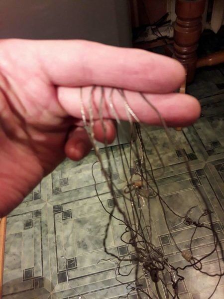 Запорожцы на Хортице уничтожают редких животных (ФОТО)