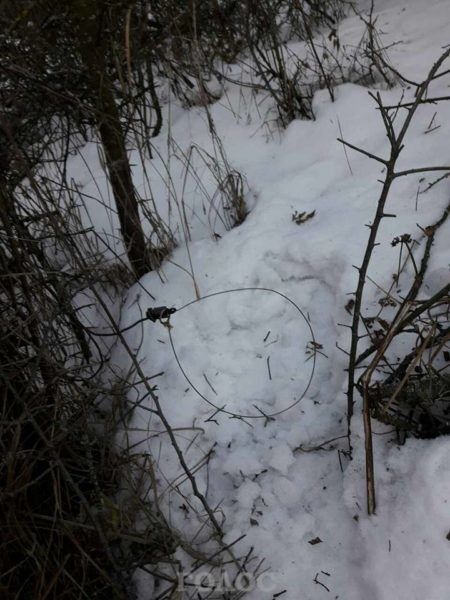 Запорожцы на Хортице уничтожают редких животных (ФОТО)