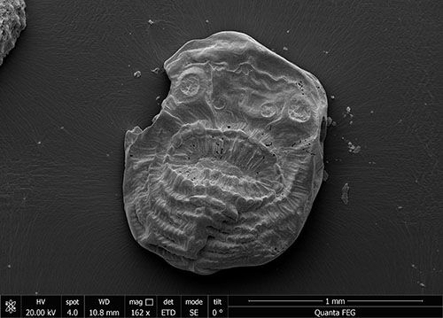 Кожаный мешок со ртом: найден древнейший предок человека