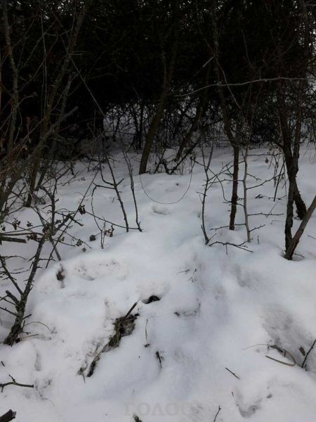 Запорожцы на Хортице уничтожают редких животных (ФОТО)