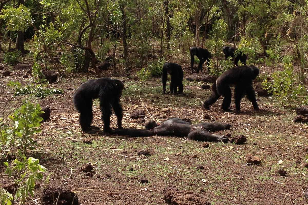 Восстание обезьян: шимпанзе-"каннибалы" жестоко расправились с экс-вожаком