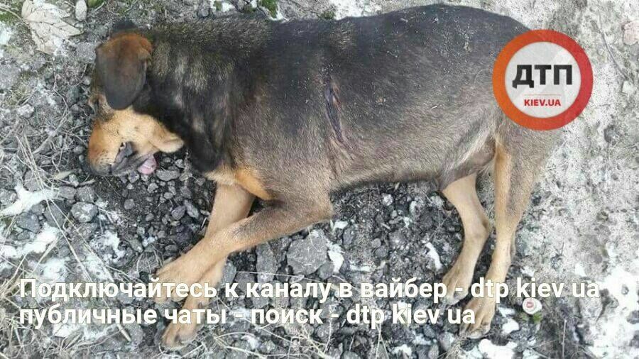 В Киеве разыскивают убийцу собак: опубликованы приметы