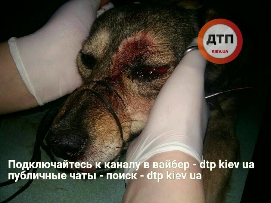 У Києві розшукують вбивцю собак: опубліковані прикмети