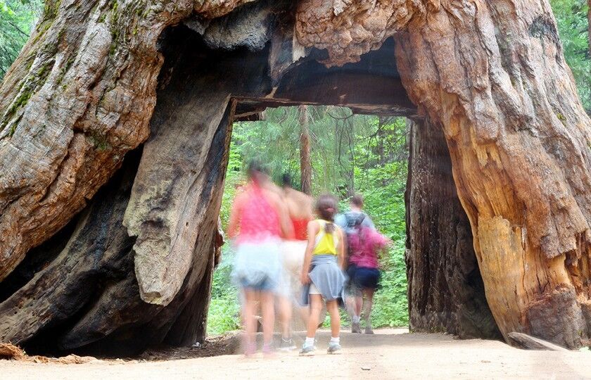 Дерево-тоннель: в США рухнула знаменитая гигантская секвойя