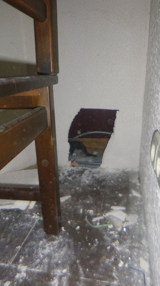 "Целый день слышали писк": в Киеве обнаружили пушистый сюрприз в стене ресторана