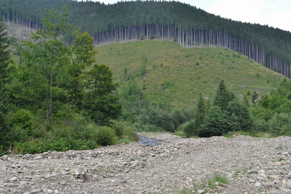 На западе Украины готовится масштабная вырубка леса ради курорта: активисты просят о помощи