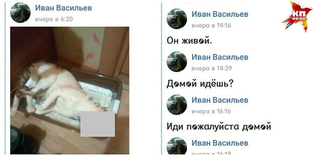 "Что творится с людьми?!" Поступок россиянина с котом поверг сеть в шок