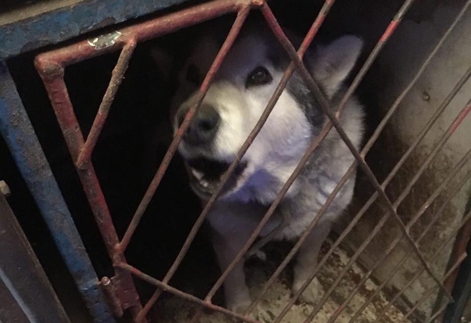 Собаки, енот, макака и песец: украинке не позволили перевезти мини-зоопарк в Донецк