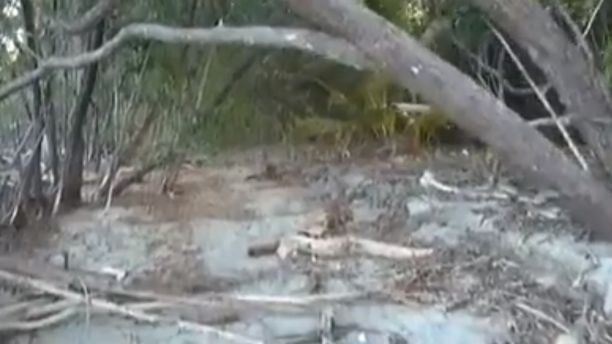 Останки нашли в желудке: в Австралии четырехметровый крокодил убил пенсионерку