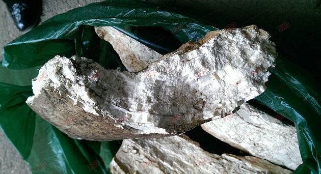 На запорожском курорте нашли останки крупного ископаемого животного (ФОТО)