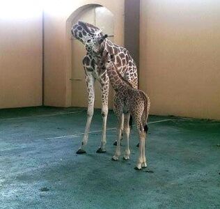 Зоопарк ХІІ месяцев официально представил жирафенка Вито