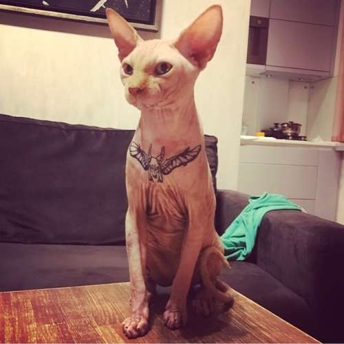 Кот Яша с татуировкой