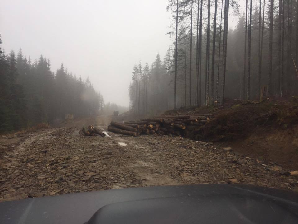 "Повільна смерть": у мережі показали масштаби вирубки лісу в Карпатах