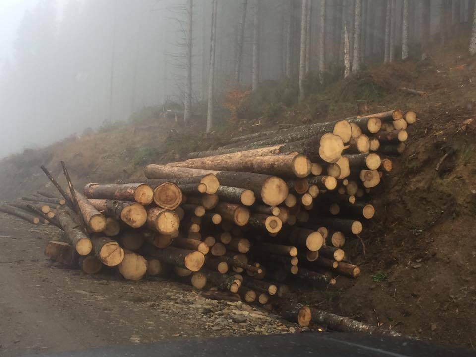 "Медленная смерть": в сети показали масштабы вырубки леса в Карпатах