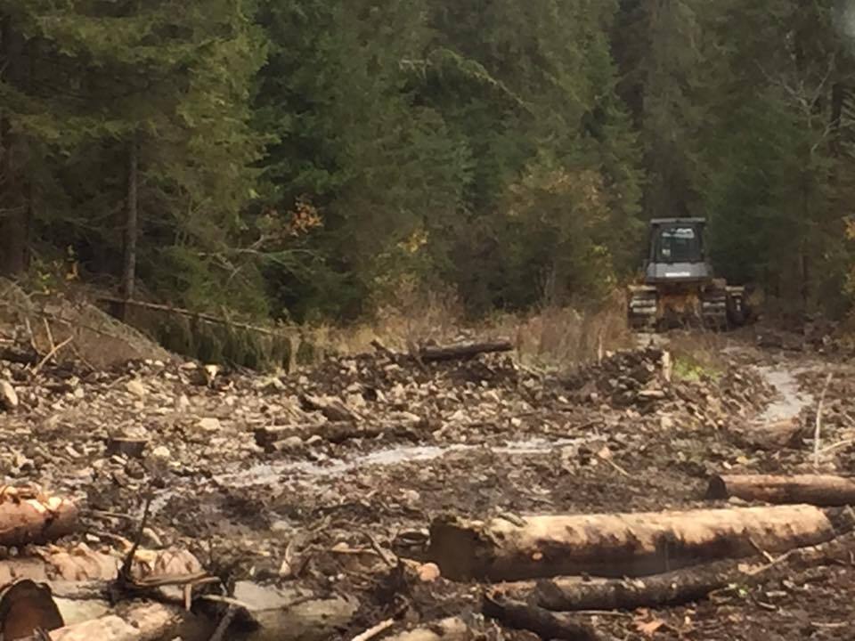 "Медленная смерть": в сети показали масштабы вырубки леса в Карпатах