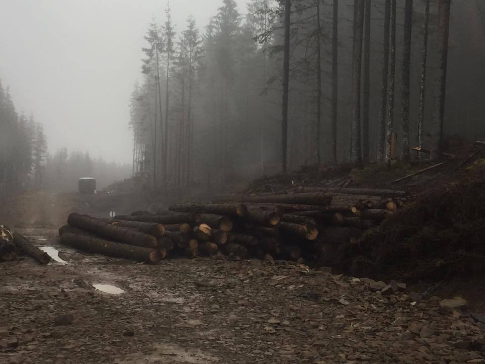 "Повільна смерть": у мережі показали масштаби вирубки лісу в Карпатах