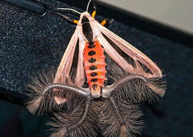 Бабочка-самец Creatonotos gangis
