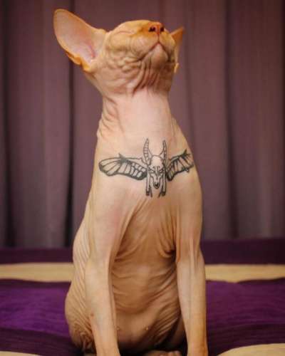 Кіт Яша з татуюванням