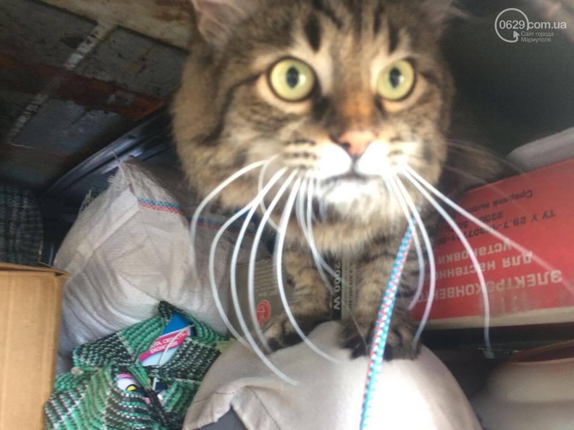 "Сниму веревку с кота и повешусь": в Мариуполе отчаявшийся переселенец поселился в авто