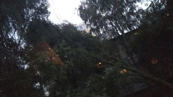 Валил деревья и обрывал провода: на западную Украину пришел сильный ураган