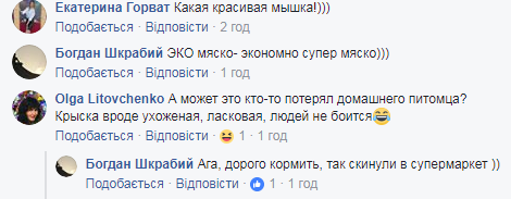 "Лагідна, людей не боїться": у Києві у відомому супермаркеті по продуктах бігала миша