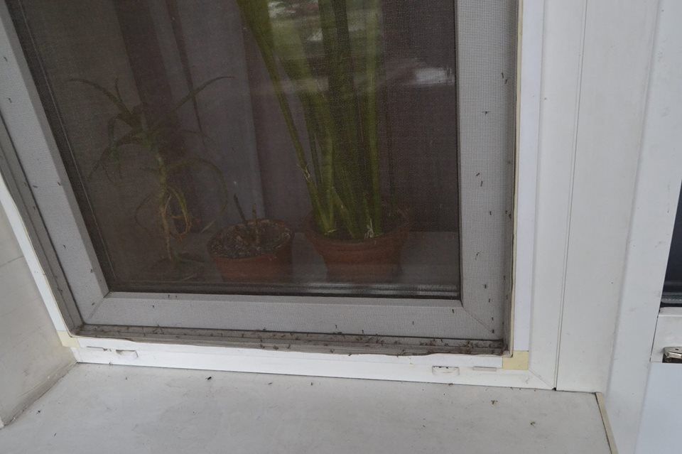 Полметра воды, комары и грибок: в доме в центре Киева произошло масштабное ЧП