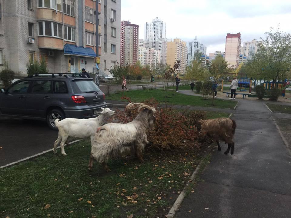 Молочка хотите? Жителей Киева удивили четырехлапые гости на авто