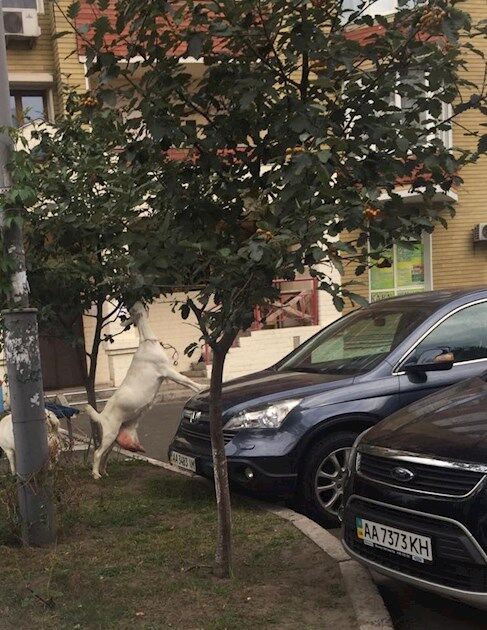 "Ця обезбашена": скандал із козами в спальному районі Києва отримав продовження