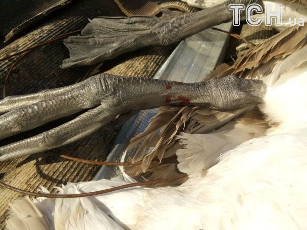 Трупы сожгли: на Сумщине неизвестные жестоко убили лебедей