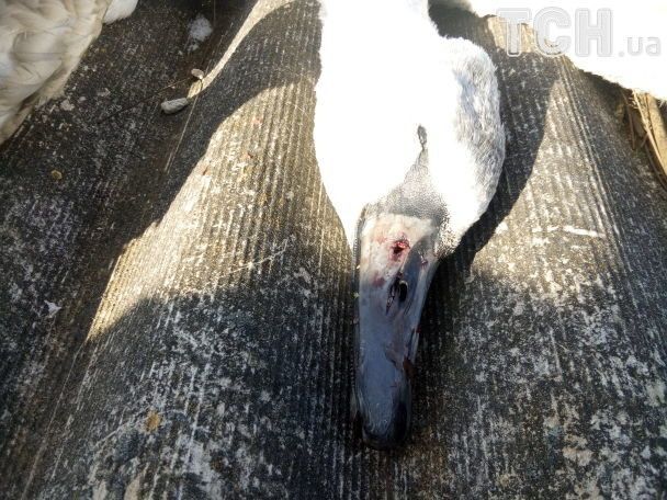 Трупы сожгли: на Сумщине неизвестные жестоко убили лебедей