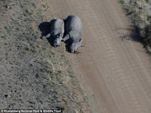 Мережу вразили несамовиті фото вбитої самки носорога і її малюка