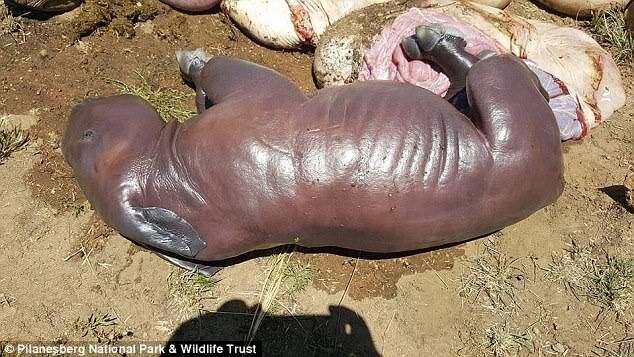 Мережу вразили несамовиті фото вбитої самки носорога і її малюка