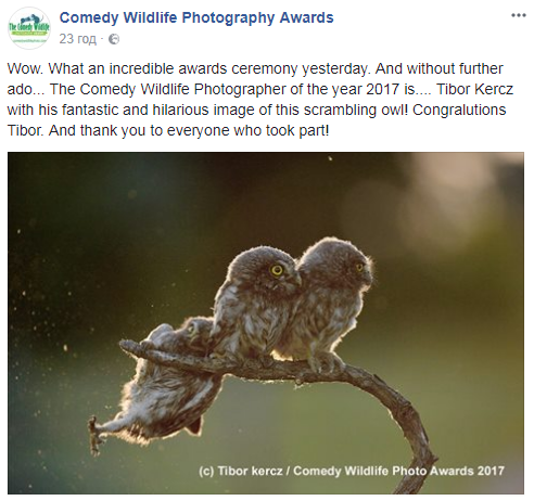 Птах-"ракета" і падаюча сова: опубліковані найсмішніші фото дикої природи у 2017 році