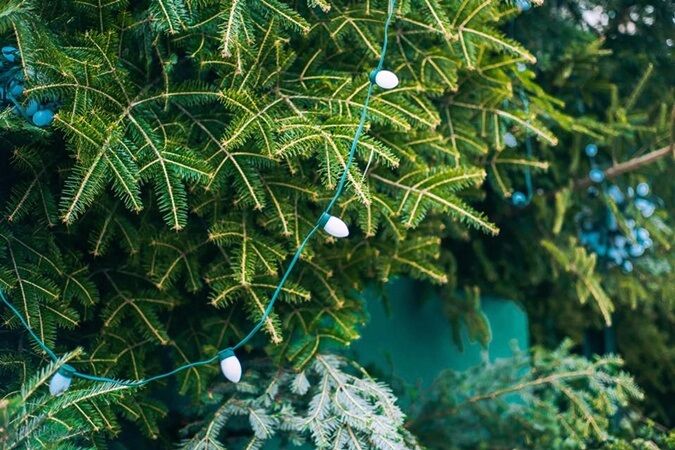 В Киеве нарядили новогоднюю елку: волшебные фото