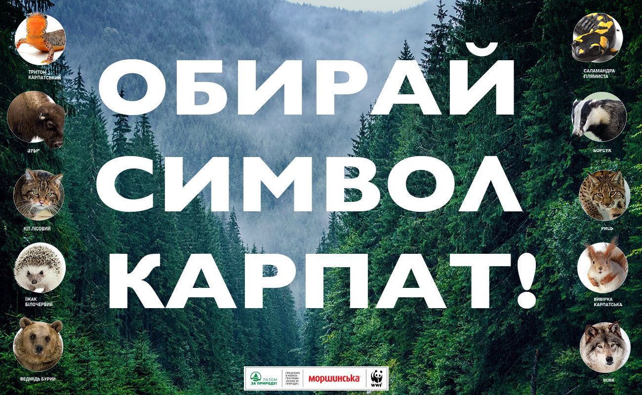 Барсук  против зубра:  в Украине начинается голосование за символ Карпат