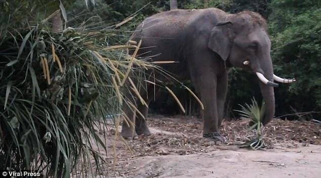 У Таїланді слон задавив гіда на очах у туристів
