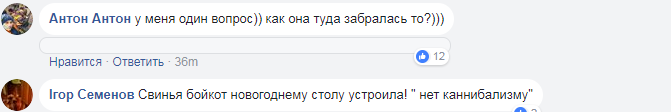 Бойкот новорічному столу? Під Києвом свиня на даху авто вразила жителів