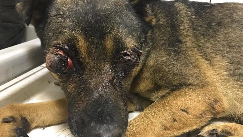 Собака залишилася без очей: спливли моторошні деталі розстрілу у притулку в Києві