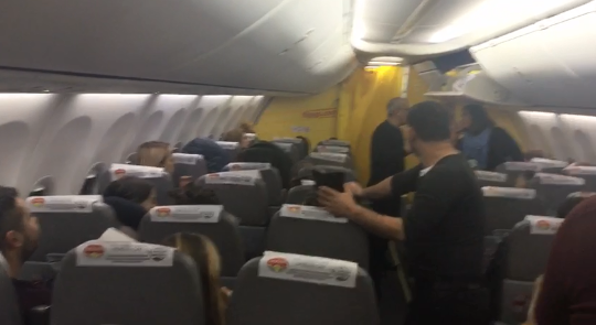Животные на борту: в аэропорту "Киев" произошел курьезный случай