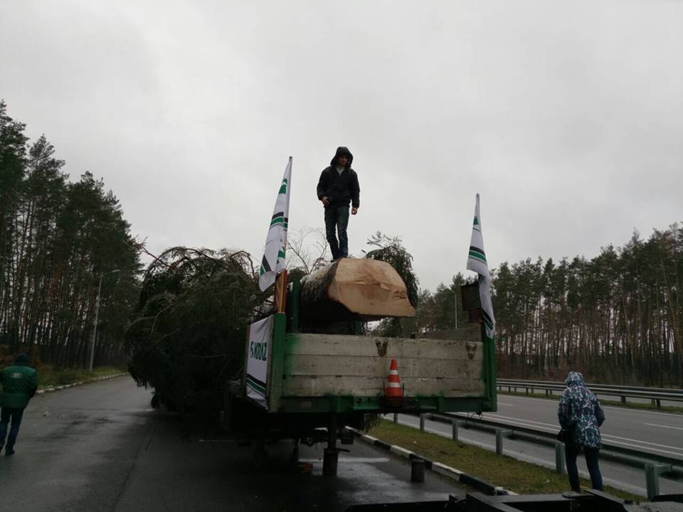 В Киев едет главная елка Украины: появились первые фото