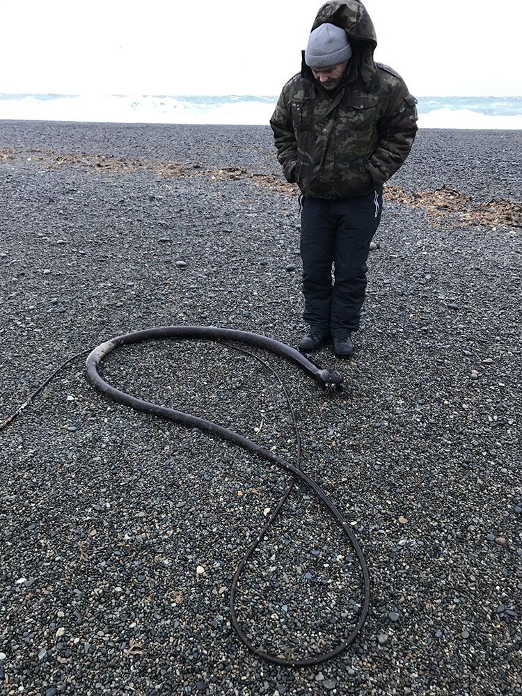 В России на побережье выбросило жутких "морских чудовищ" из США: опубликованы фото