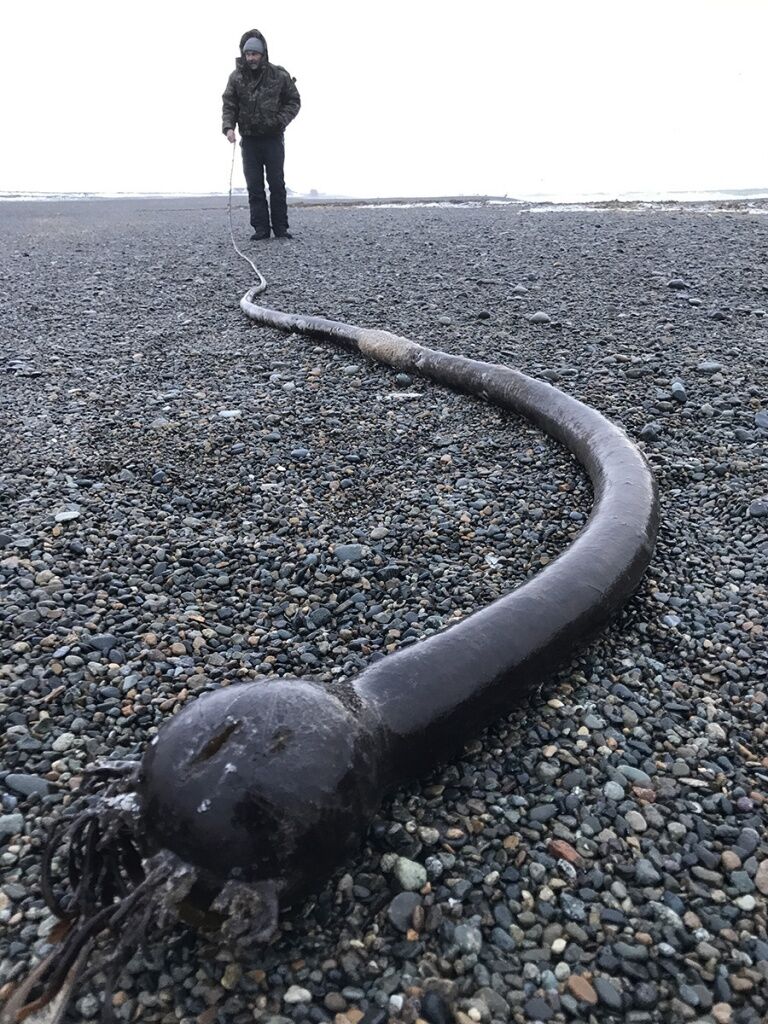 У Росії на узбережжя викинуло моторошних "морських чудовиськ" зі США: опубліковано фото
