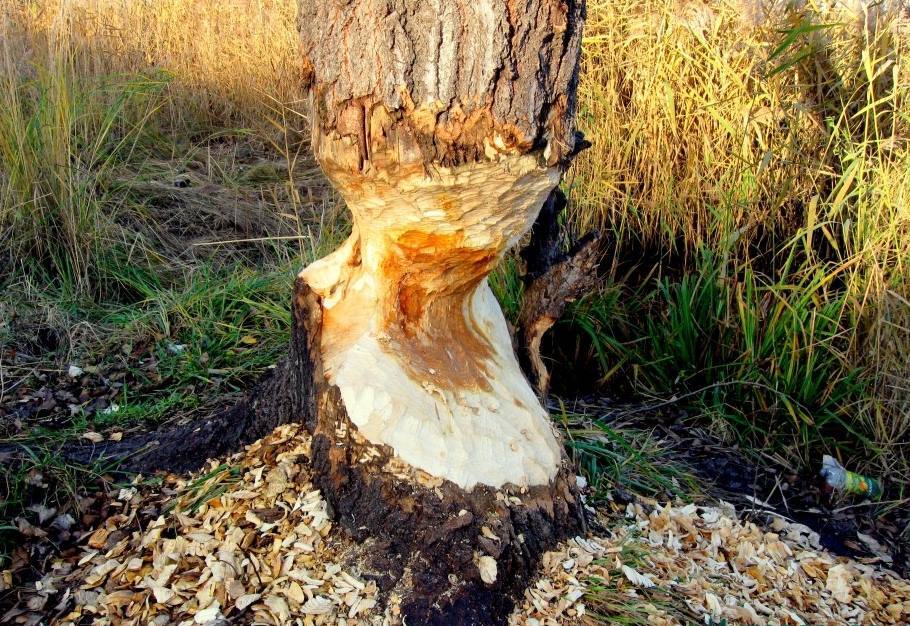 Гризуть все! Жителі Києва забили тривогу через банду бобрів